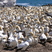 Cape Gannet